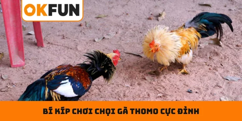 Bí kíp chơi chọi gà Thomo cực đỉnh