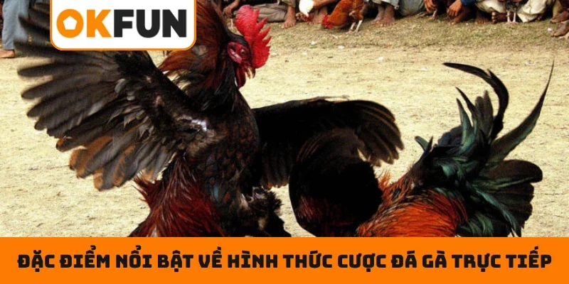 Đá Gà Trực Tiếp – Chọn Cửa Cược Tỉ Mĩ , Rinh Ngay Tiền Tỷ Đặc điểm nổi bật về hình thức cược đá gà trực tiếp 2026
