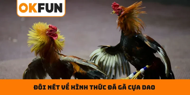 Đôi nét về hình thức đá gà cựa dao được hội viên yêu thích