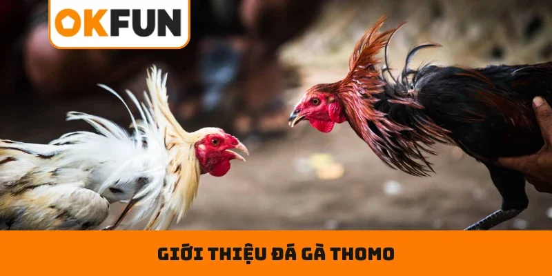 Giới thiệu đá gà Thomo