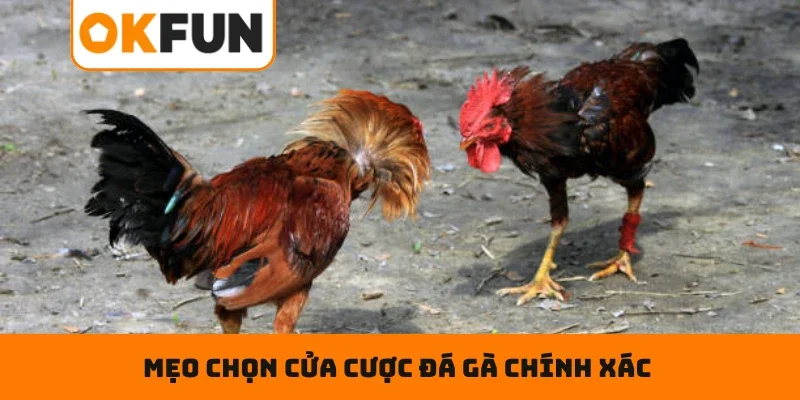 Mẹo chọn cửa cược đá gà chính xác cho người chơi mới