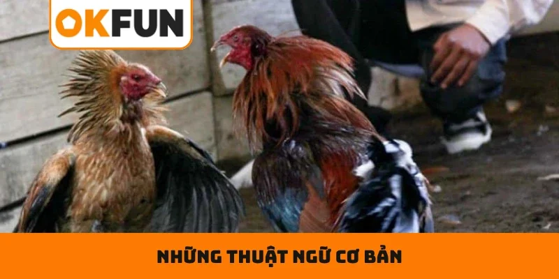 Những thuật ngữ cơ bản giúp bạn cược chiến kê dễ dàng